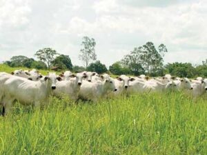 Read more about the article Projeto de Identificação de bovinos e bubalinos em Santa Catarina